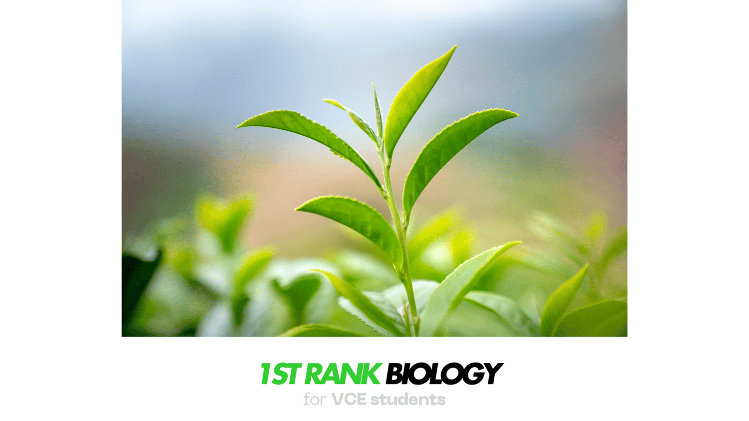 photosynthesis vce biology study notes