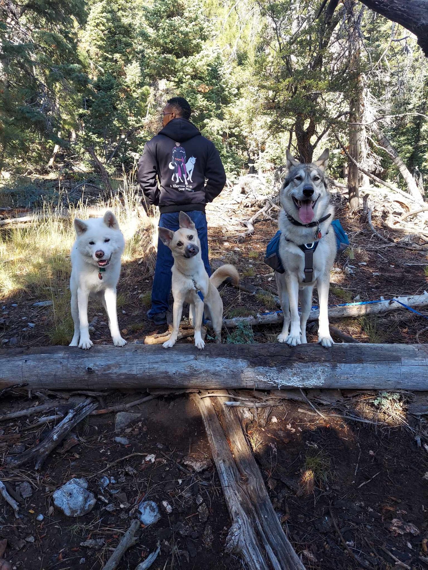 Hiking in the mountains while training, A Heros k9 style
