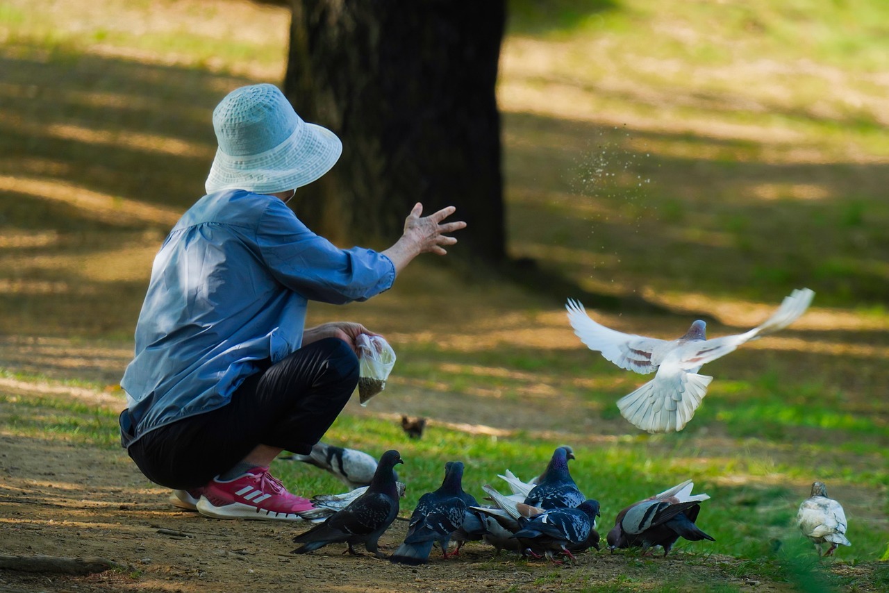 Persona, la alimentación de las palomas y parque
