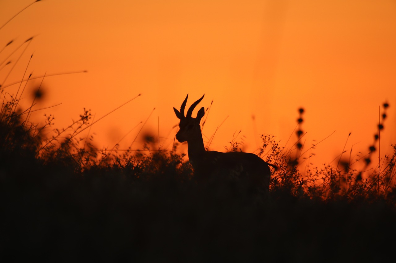 Antílope, atardecer y animal