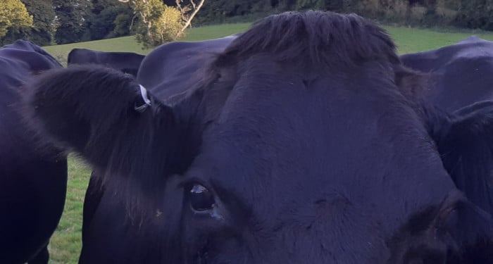 Close up of a cow's eye, artwork by Grace Weather
