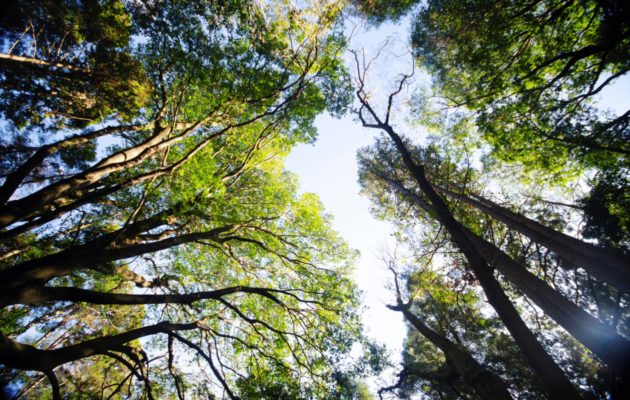 forest bathing tree hug grounding feel good hormones nervous system shinrin yoku tree hugging nature rest present moment earthing balance wellbeing stress vagus nerve sympathetic parasympathetic fight or flight rest and digest
