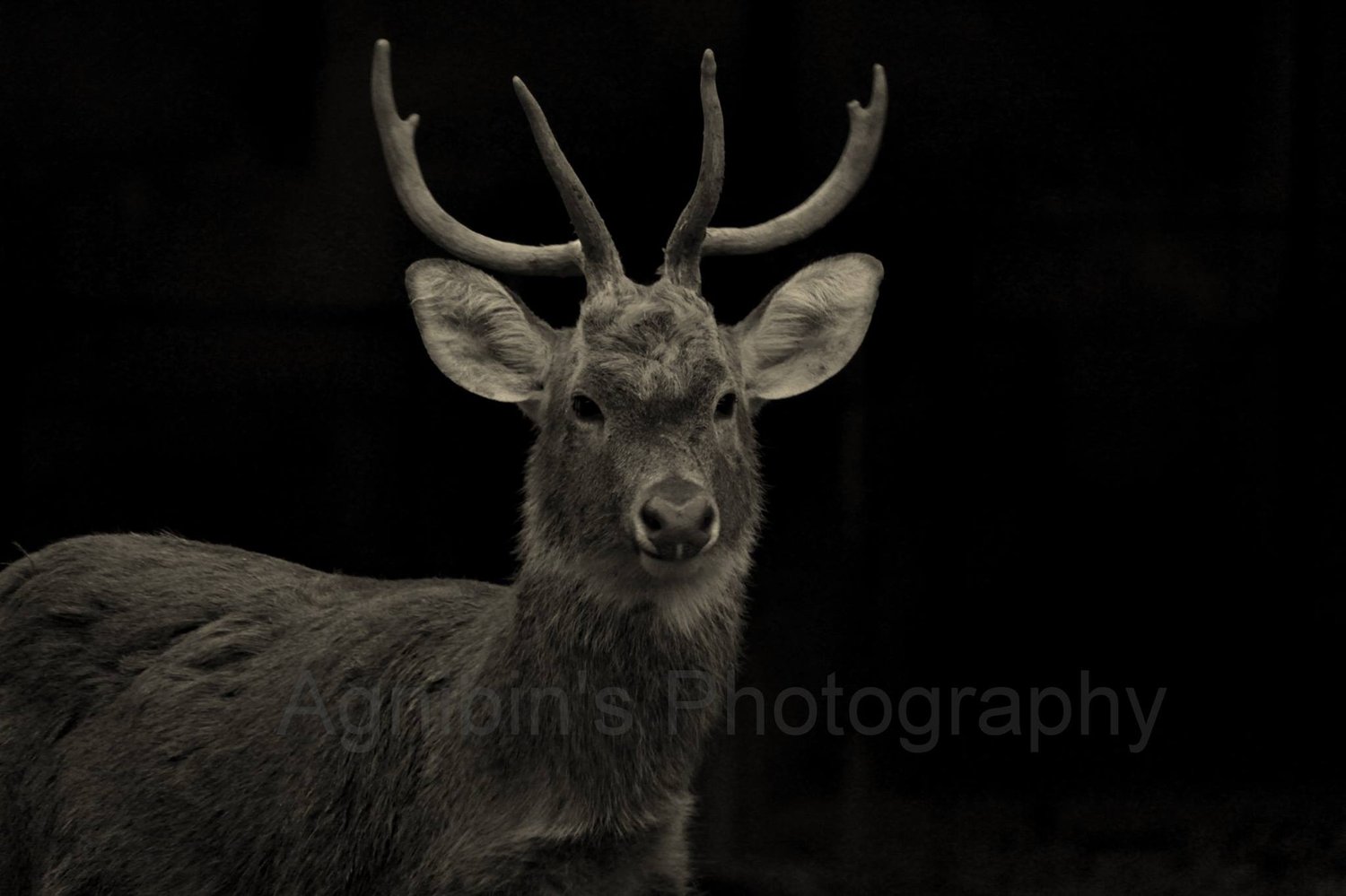 #wildlife #photoraphy #animals