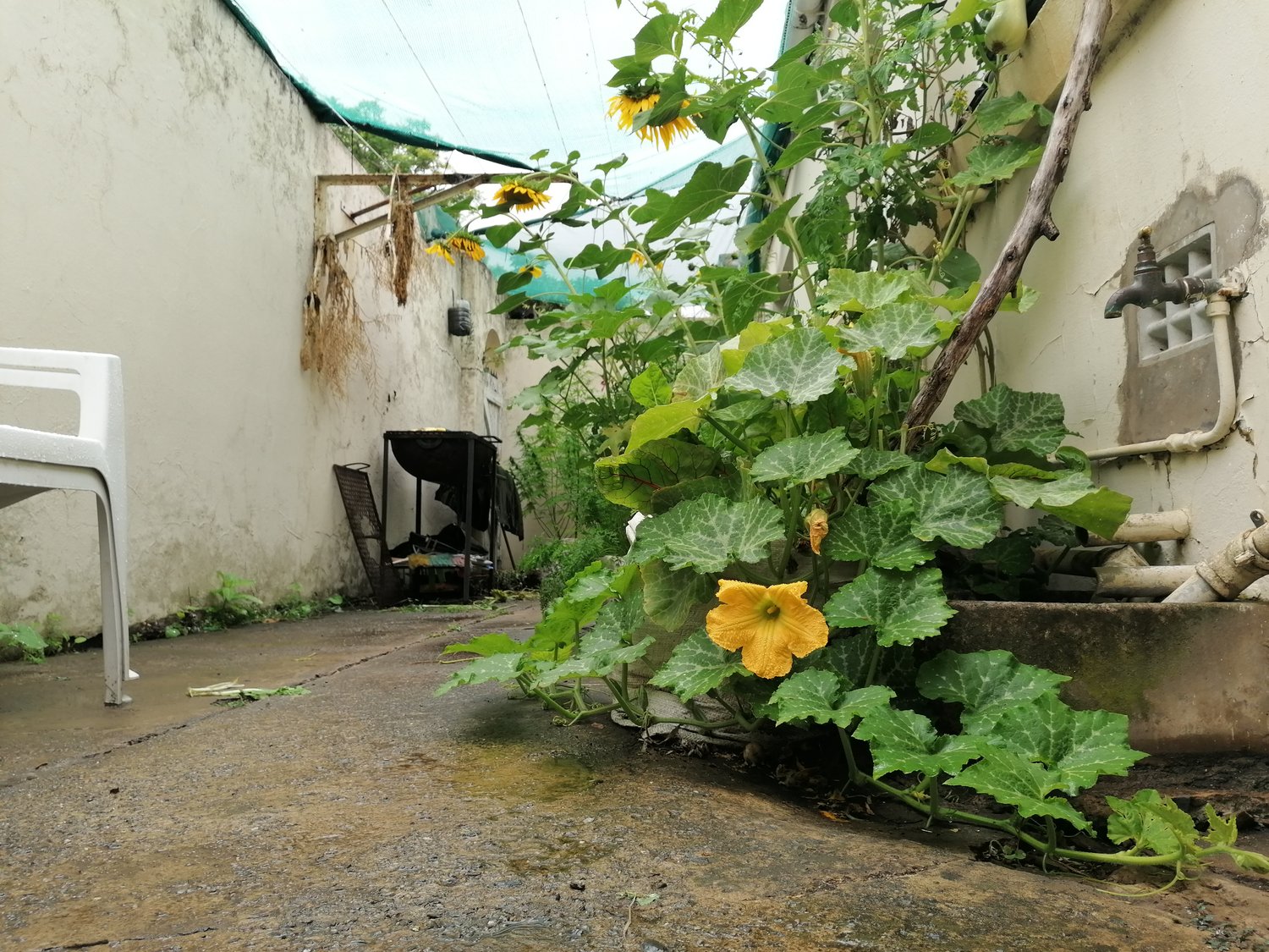 A productive food system in a suburban alleyway