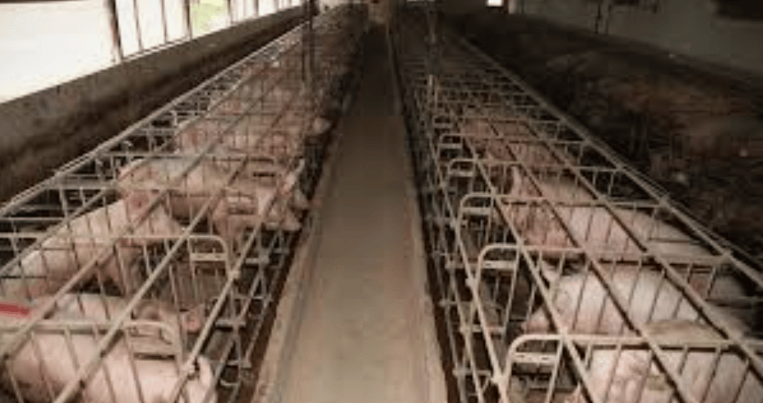 Farrowing Crates