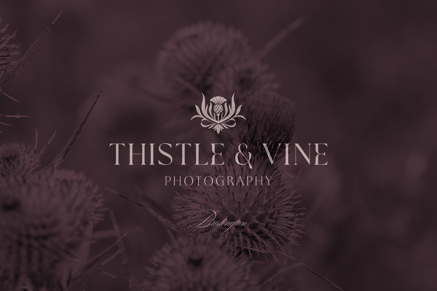 hand drawn vintage-inspired thistle and leaf illustration canva logo
