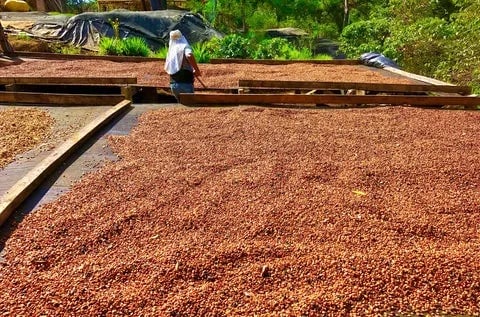 The Art of Curing and Drying Coffee