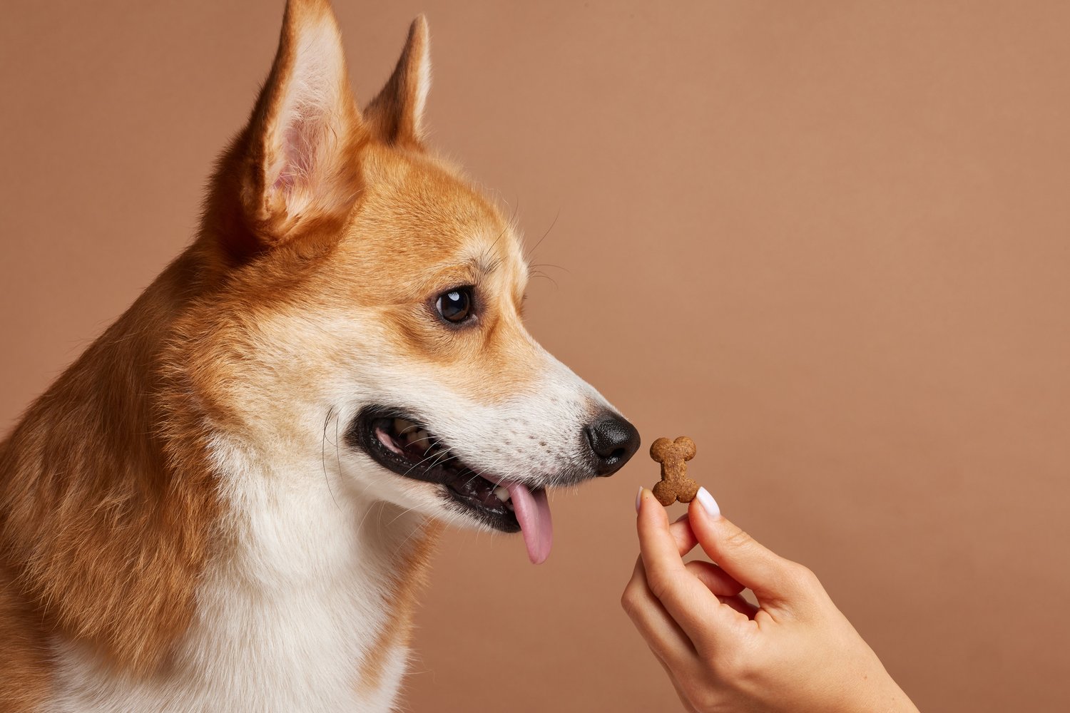 puppy waiting for treats for dog training