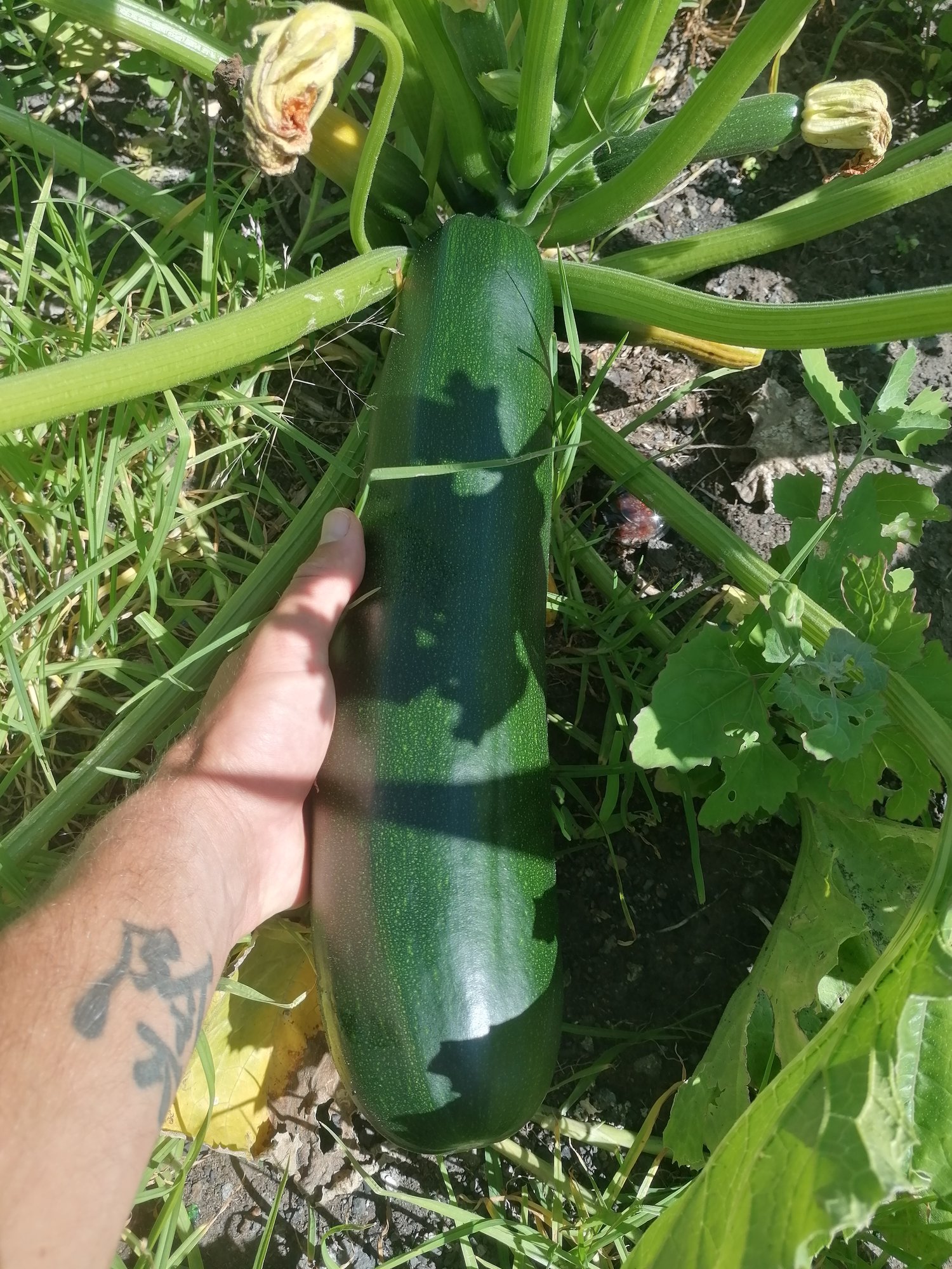 A marrow growing next to a pathway in a suburban garden