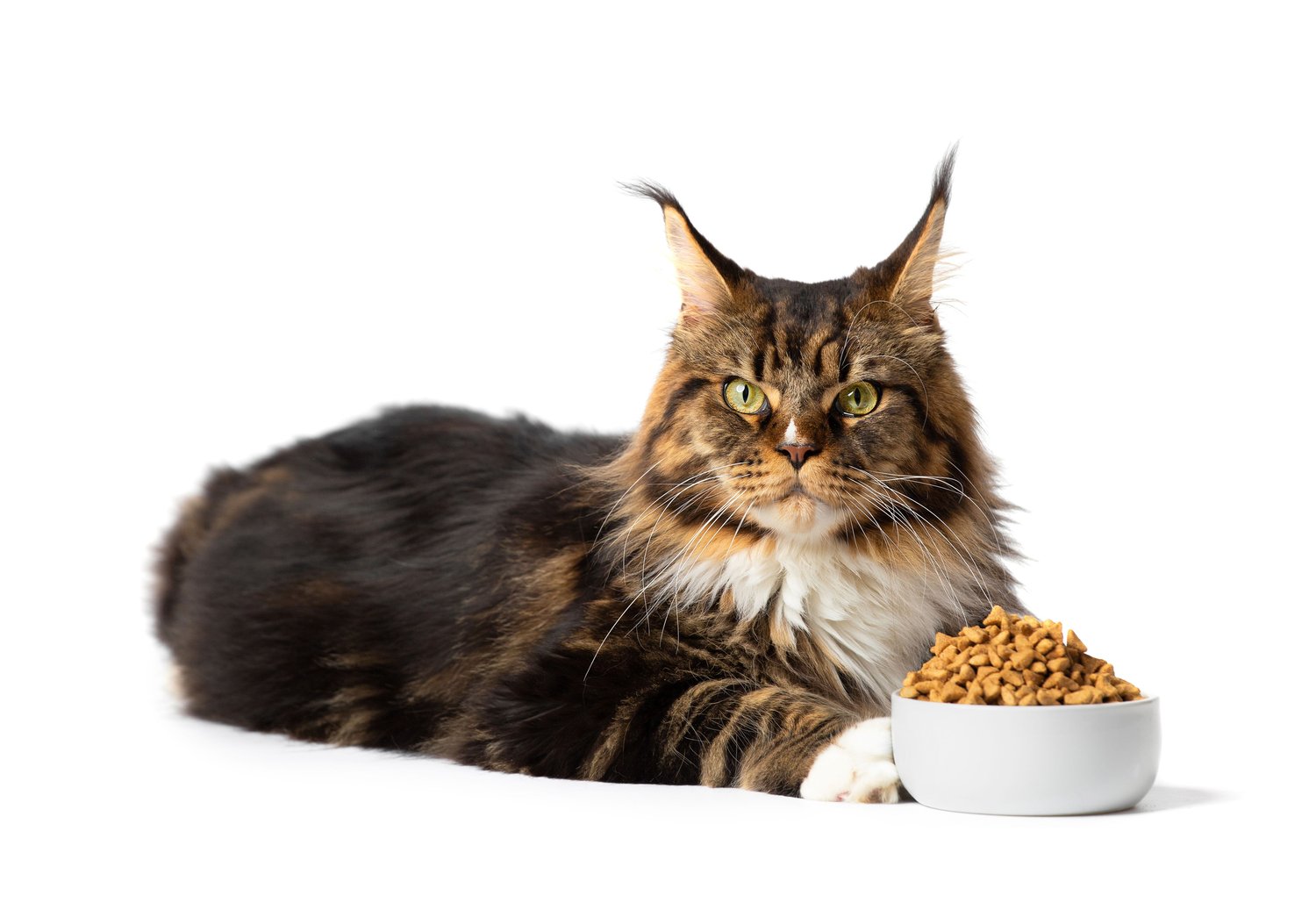 A large, long-haired Maine Coon cat with tufted ears lies on a white surface, looking forward. In front of the cat is a small white bowl filled with premium Maine Coon cat food.