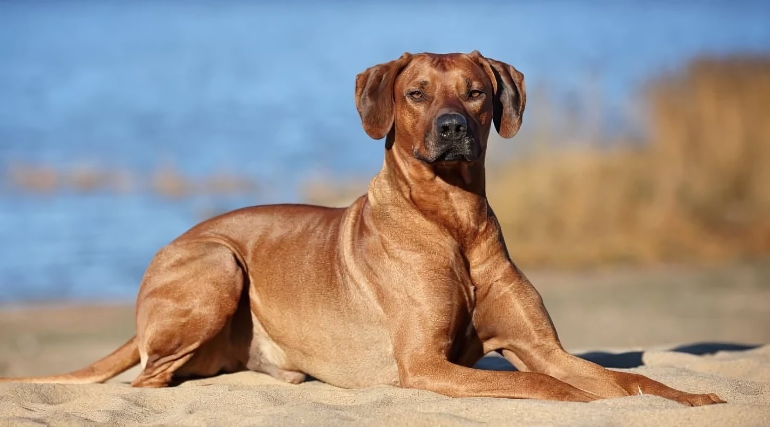 Rhodesian Ridgeback photo
