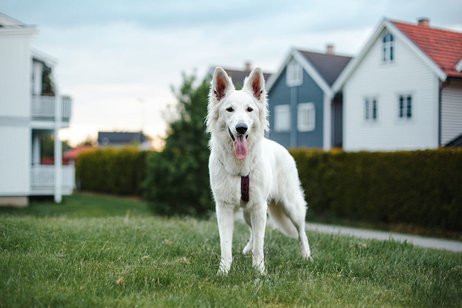 éducation canine, programme chien, progression chien, plan de travail chien