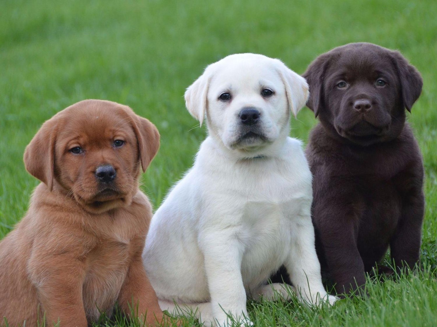 Labrador puppies, different colors