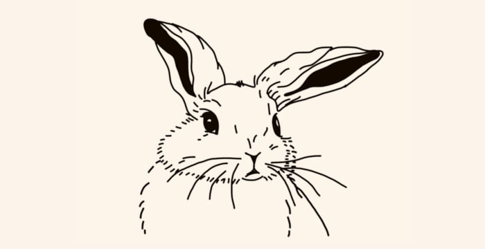 rabbit portrait sketch