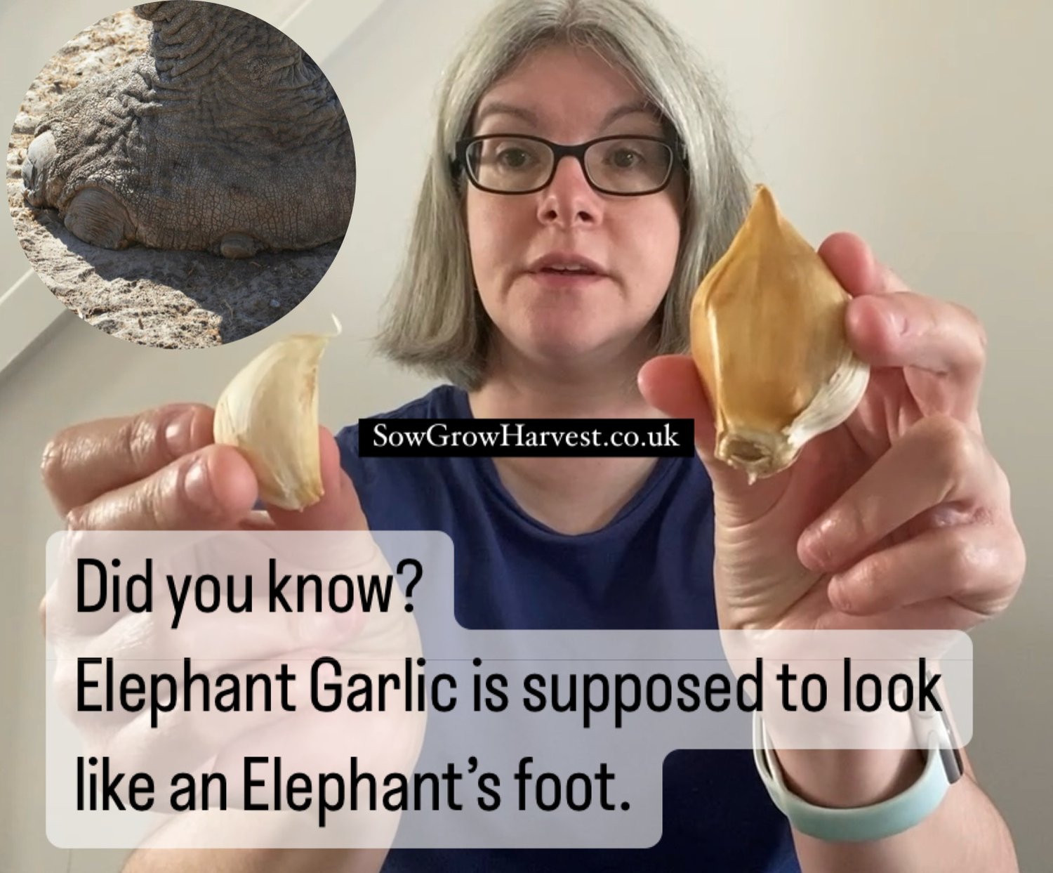 Elephant Garlic - Did You Know?