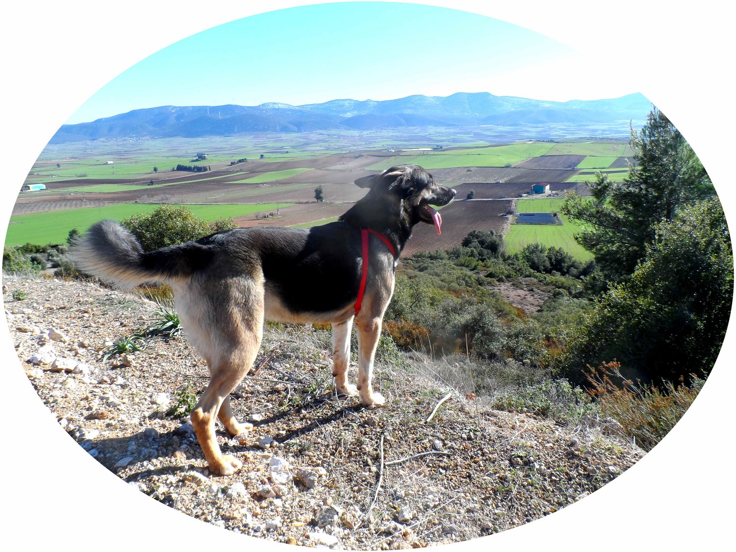 Comprehensible Greek Audiobooks for Greek Language Learning