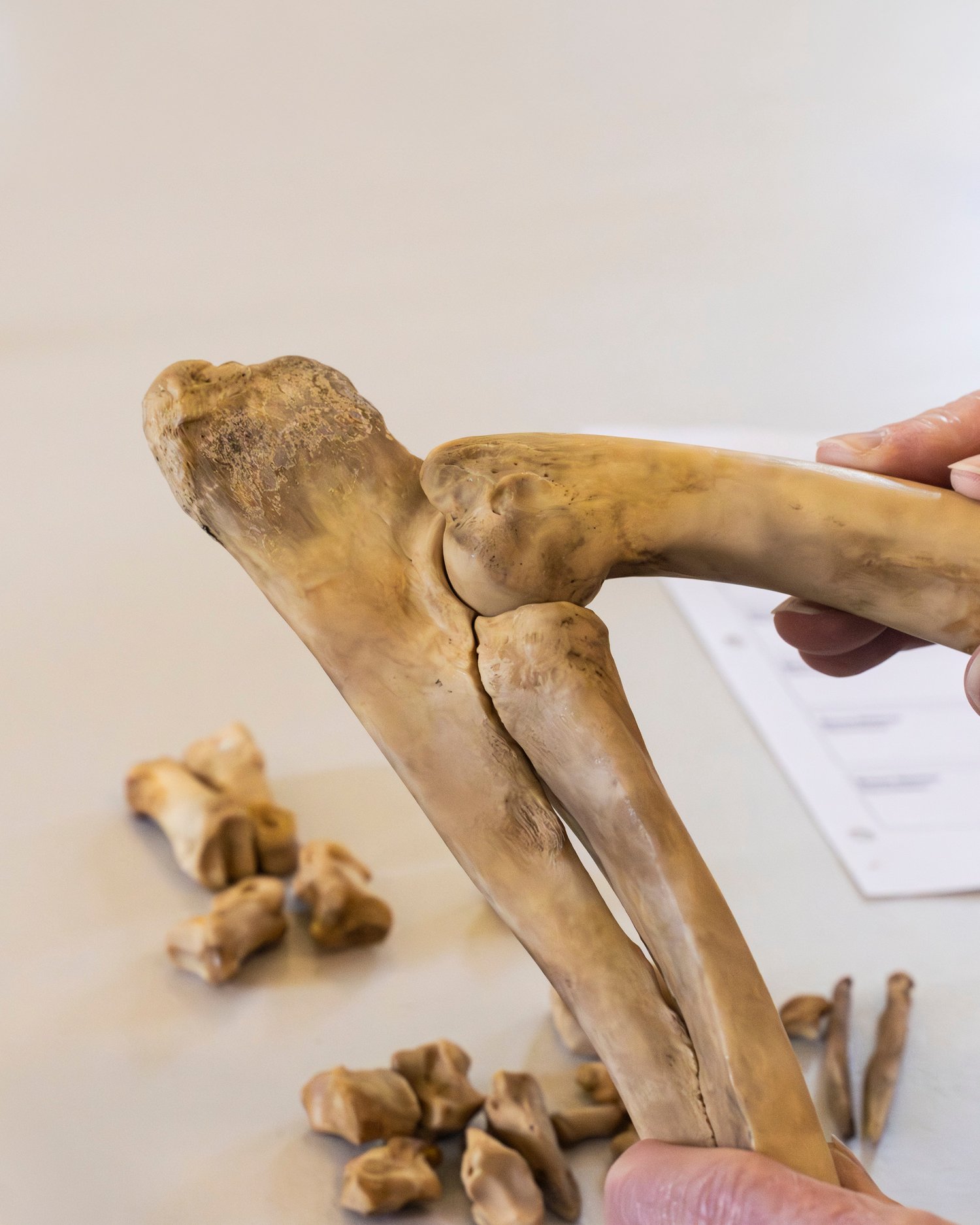 Someone putting together the elbow of a mammal