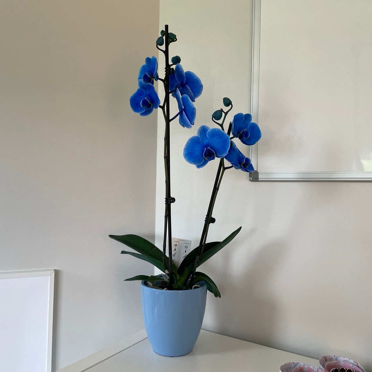 Mathilde Dehame psychologue TCC Saint-Malo Rennes