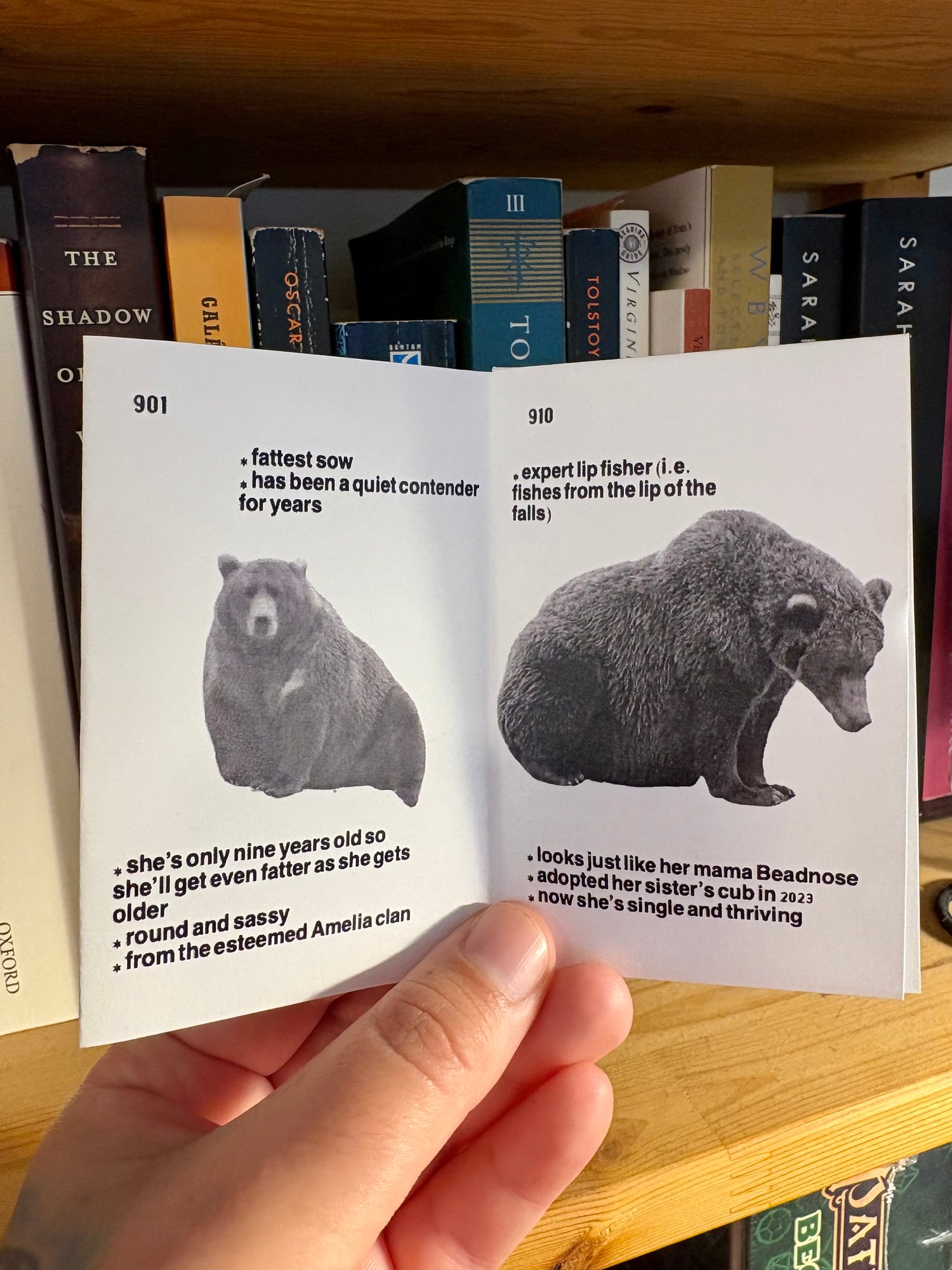 The interior of the zine, featuring bulleted lists of facts about each bear.