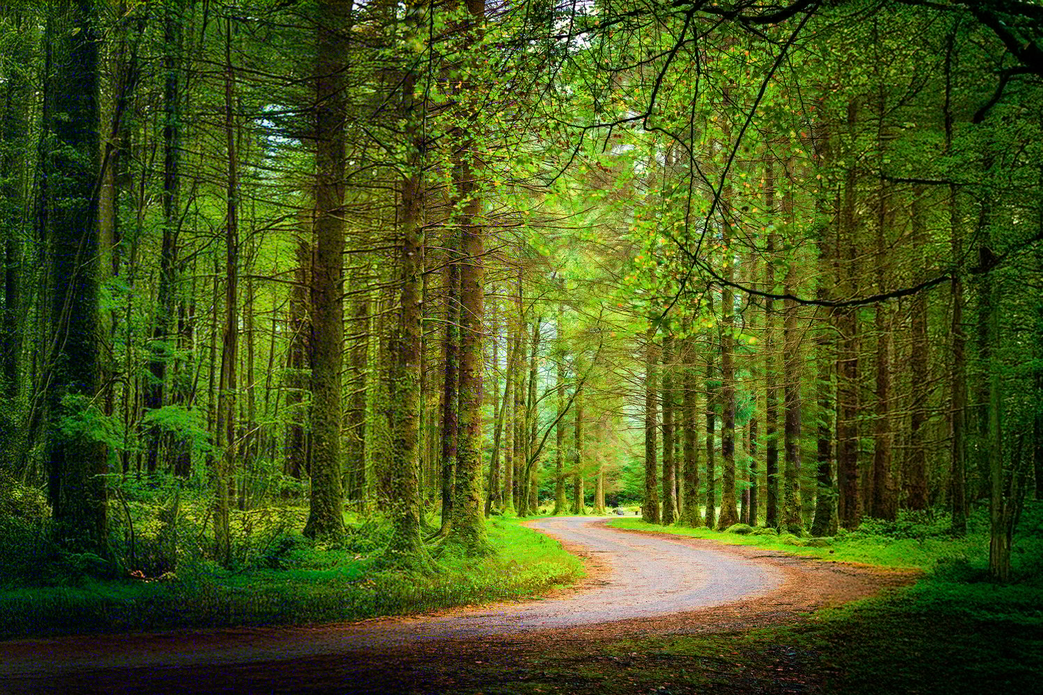 A winding path through a sunlit green forest, sparking curiosity and creative thinking. The Creative Guide.
