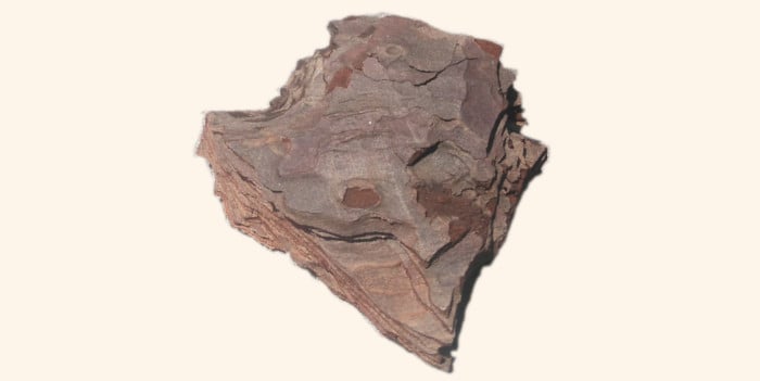 heart shaped tree bark