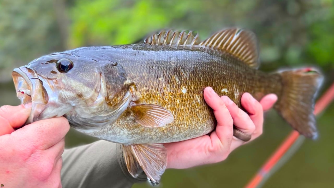Close-up of a smallmouth bass caught on the Ice Minnow streamer while fly fishing the Cuyahoga River in Ohio.