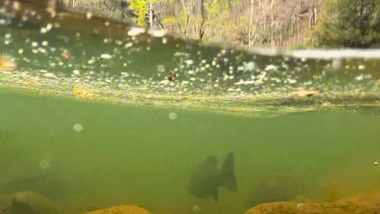 Underwater release of a Maryland smallmouth bass caught while fly fishing the Youghiogheny River.