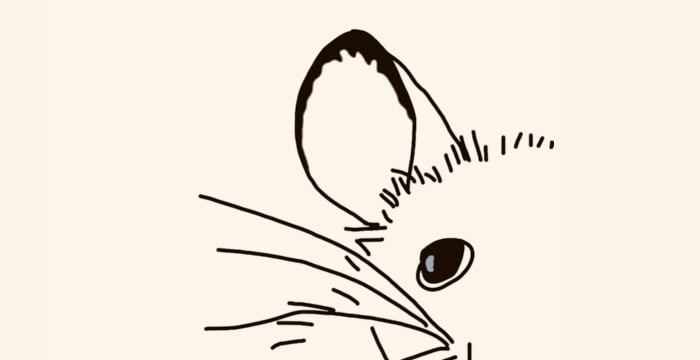 mouse ear and eye