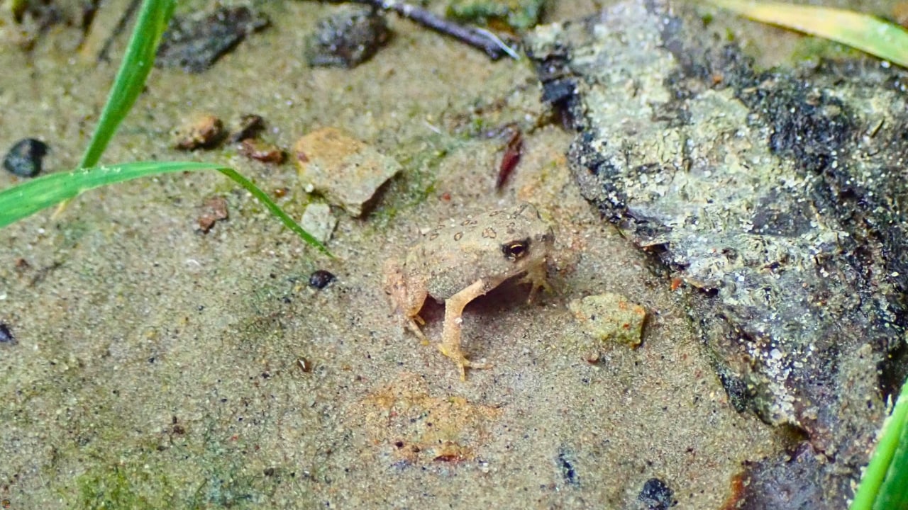 Small toad camouflaged along the riverbank of the Chagrin River in Ohio.
