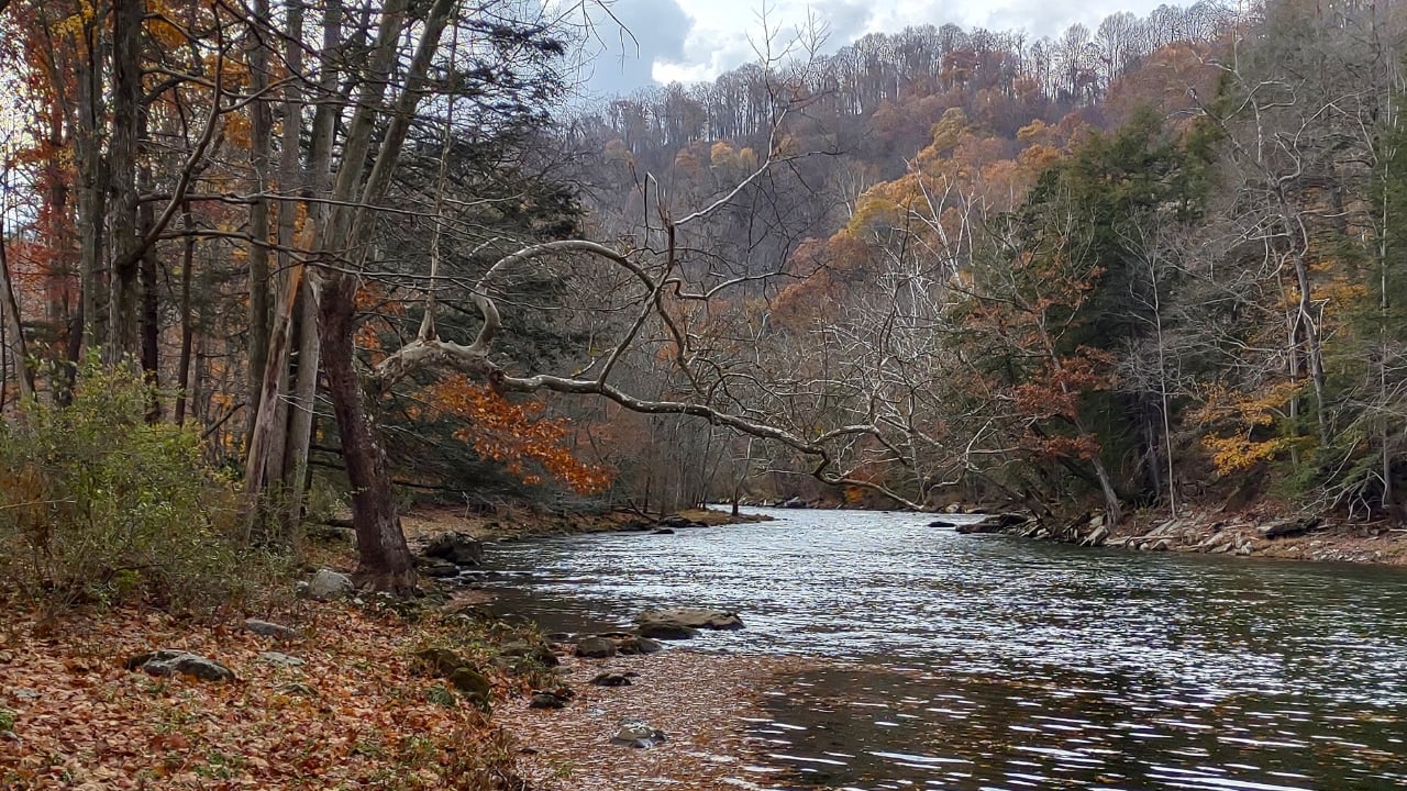 Autumn view of a crooked tree branch overhanging the Youghiogheny River in Maryland.