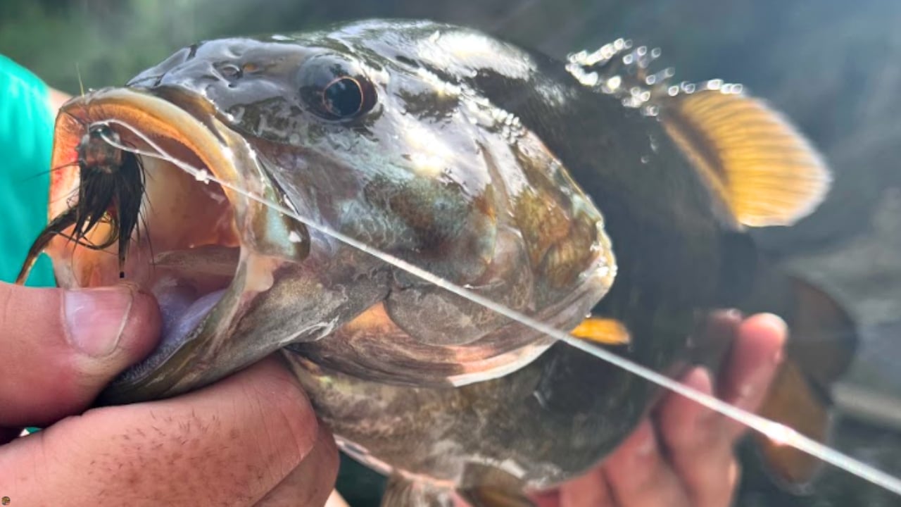Close-up of a smallmouth bass caught fly fishing with the Creek Bugger Bass Version fly in its mouth.