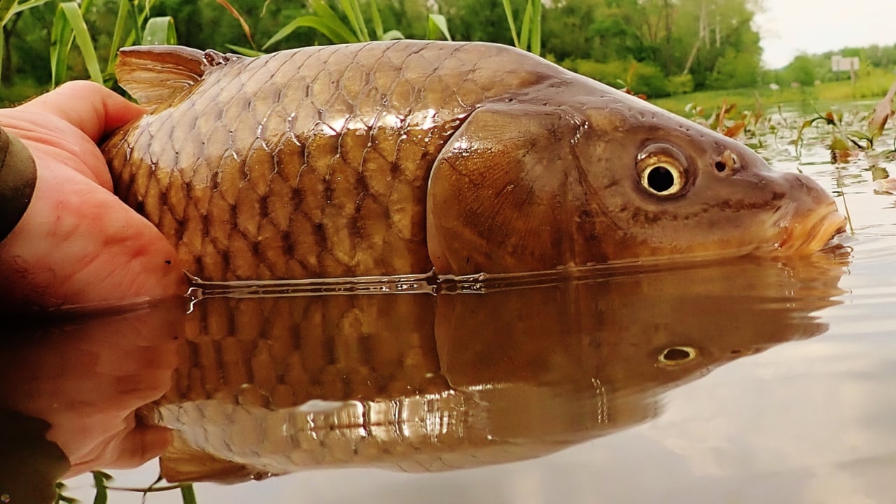 Close-up of a carp partially submerged in a shallow marsh as fly fishing guide Matt Campbell releases it.