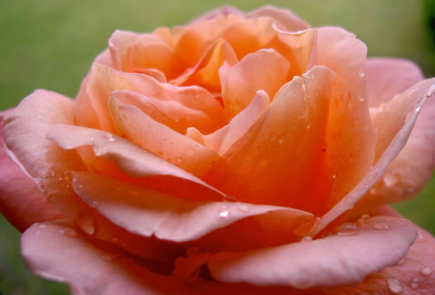 Rejuvanessence® Face Still-Point Massage