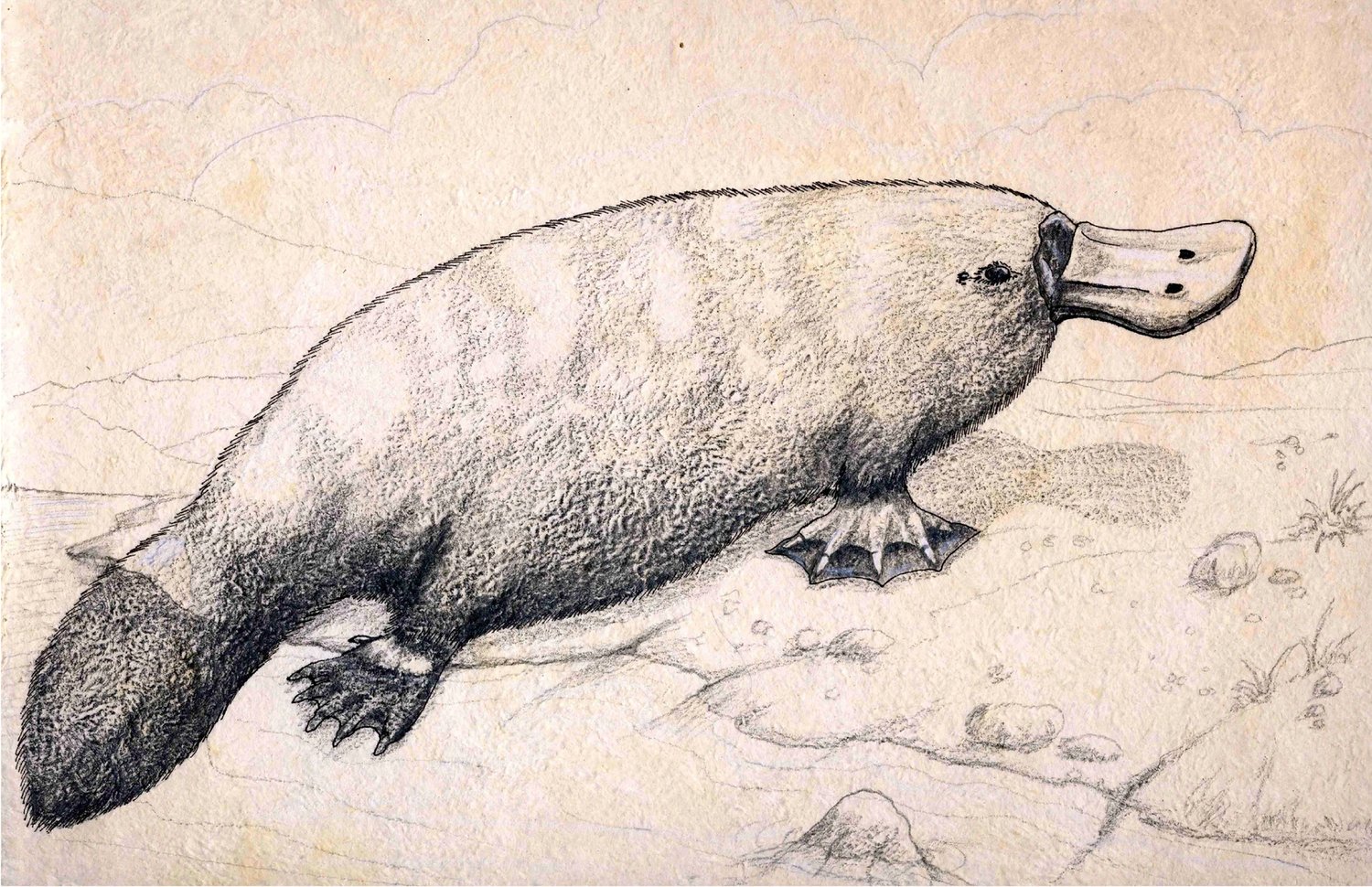 A pesar de la adversidad nada detendrá a nuestro héroe para hacer el bien a otros. ¡Disfruta esta historia!  Estamos seguros que esta historia te gustará. Son 31 páginas que podrás ver en tu celular, tableta o computadora de escritorio. Puedes dibujar tu propios personajes a partir del texto de la historia.