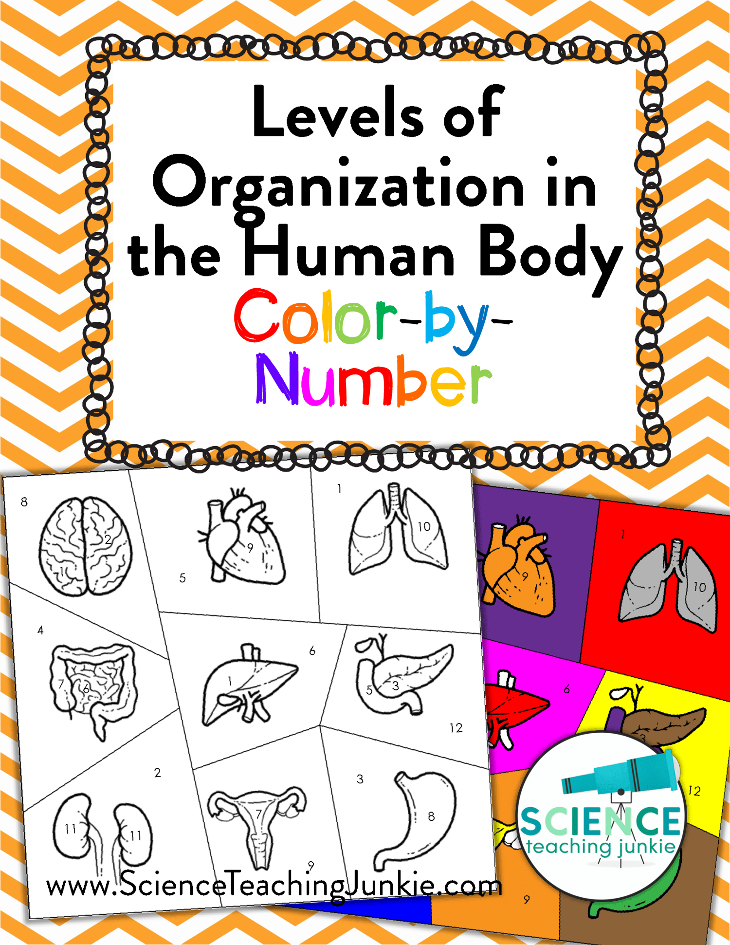 Levels of Organization in the Human Body Color-by-Number