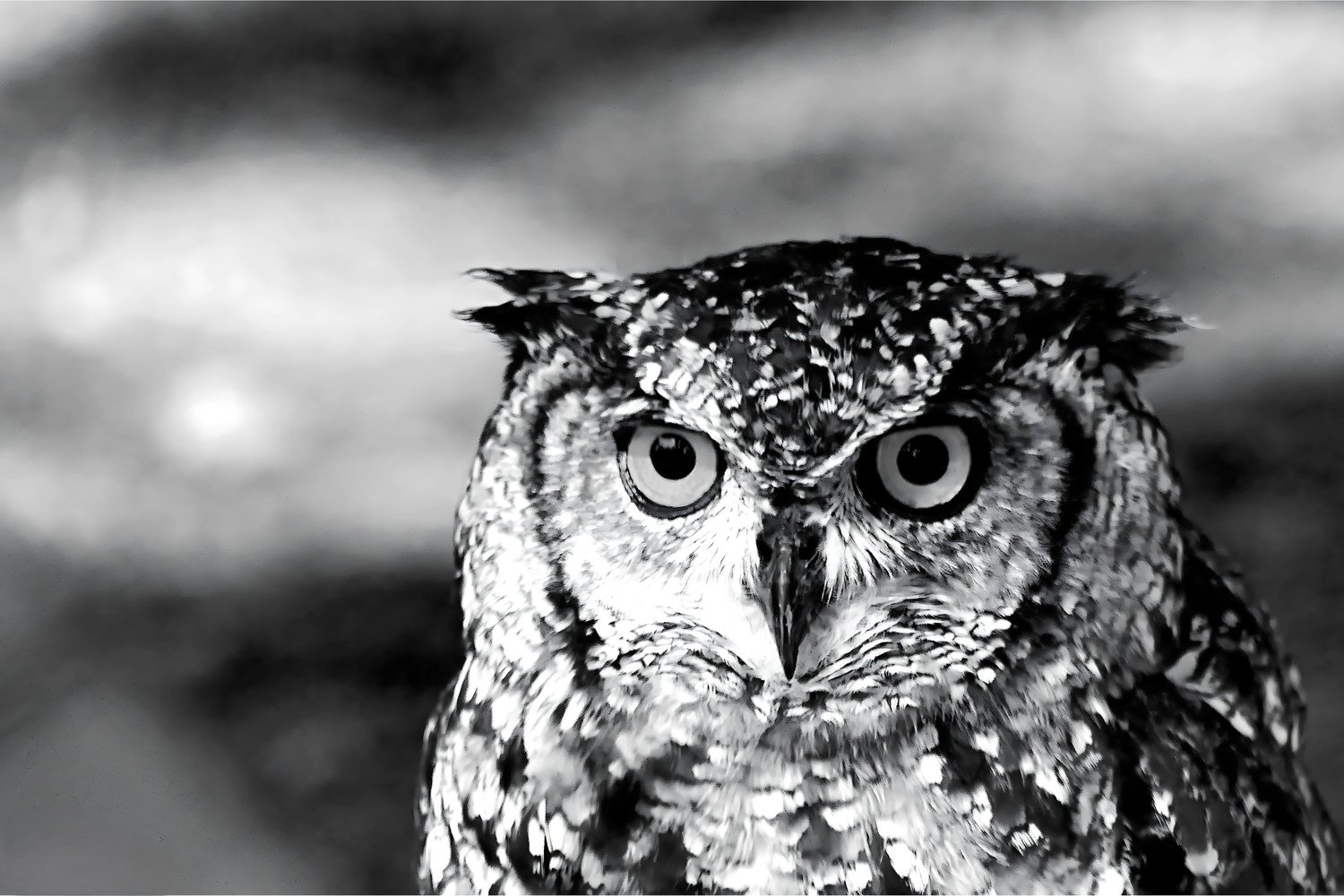 A powerful black-and-white portrait of an owl with piercing eyes and intricate feather patterns, captured in dramatic monochrome. This wildlife photograph highlights the bird’s intense gaze and textured plumage against a soft, blurred background, evoking a sense of mystery and wisdom. The high contrast and sharp detail bring out the raw beauty of this nocturnal predator, making it a compelling piece for nature lovers, bird enthusiasts, and fans of fine art photography. Perfect as wall art, home decor, or a meaningful gift for those who appreciate the elegance of wild animals. This image celebrates the quiet strength and timeless presence of the owl in its natural world.