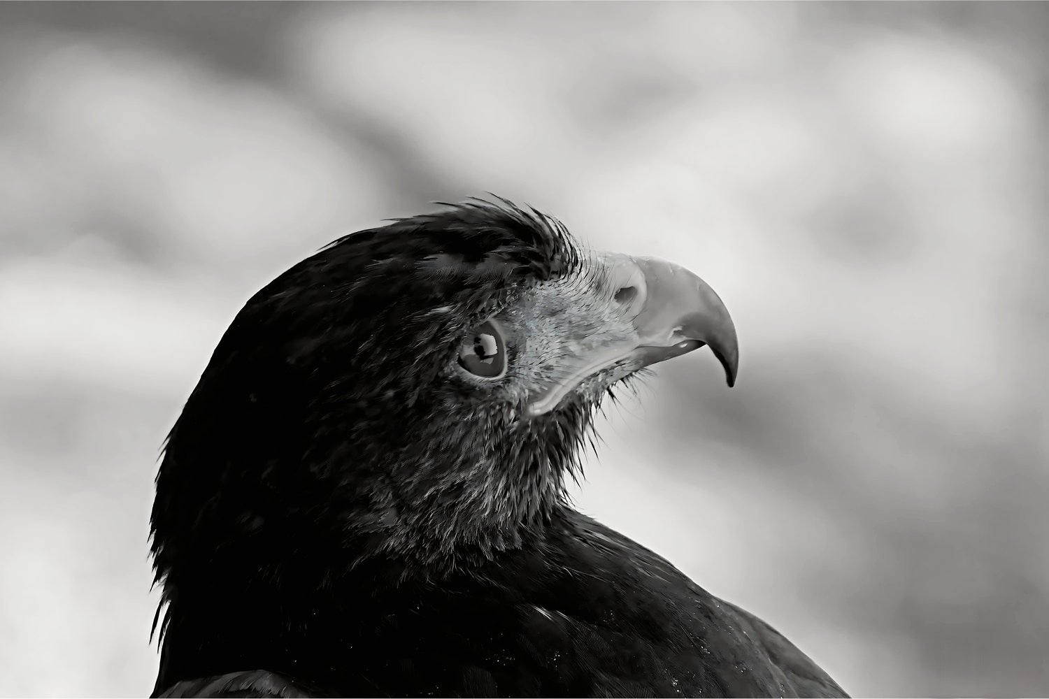 animal photography, bird art, bird eye, bird in wild, bird of prey, bird photography, black and white vulture, dark bird, dramatic bird photo, Eagle photography, fine art print, forest creature, google images, high resolution, home decor, large bird, M.A.