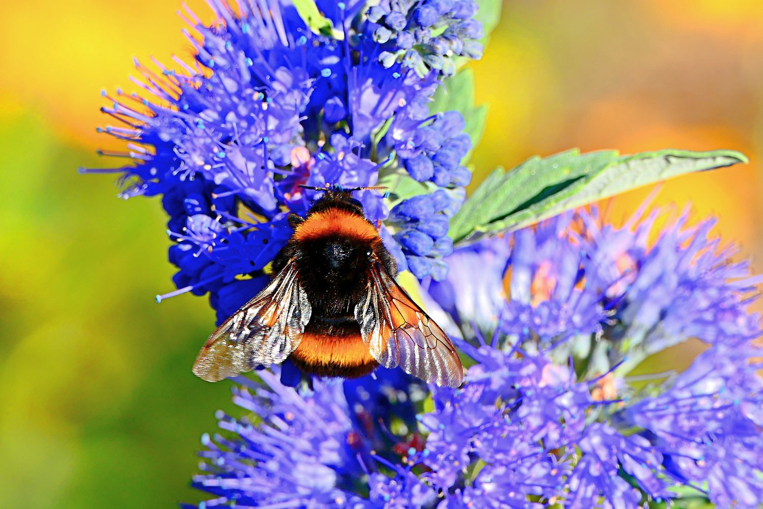 bumblebee photography, bee on flower, macro bee photo, purple flower bee, pollinator close-up, nature macro, insect photography, bumblebee art, M.A.L.K photography, photodeck nature, google images bee, high resolution bee, bee symbolism, nature lover gift