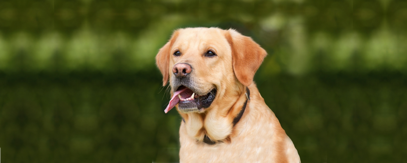 Labrador Hundeschule