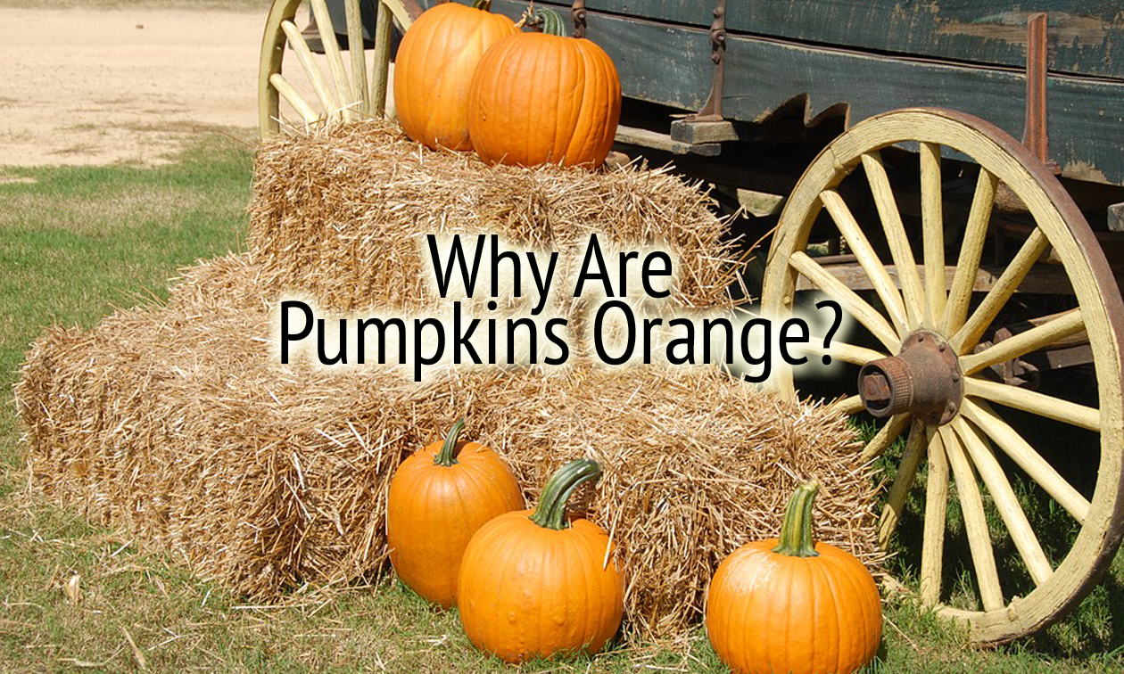 Fall Reading Passages Grades 2–3