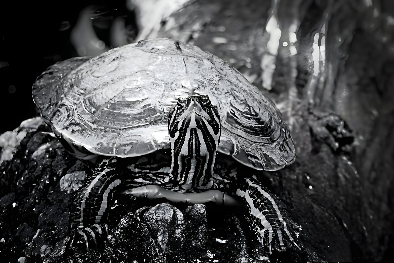 aquatic turtle photography, striped turtle black and white, turtle in water, turtle with stripes, water turtle portrait, monochrome turtle, black and white wildlife, turtle shell patterns, turtle photography art, M.A.L.K photography, photodeck nature phot