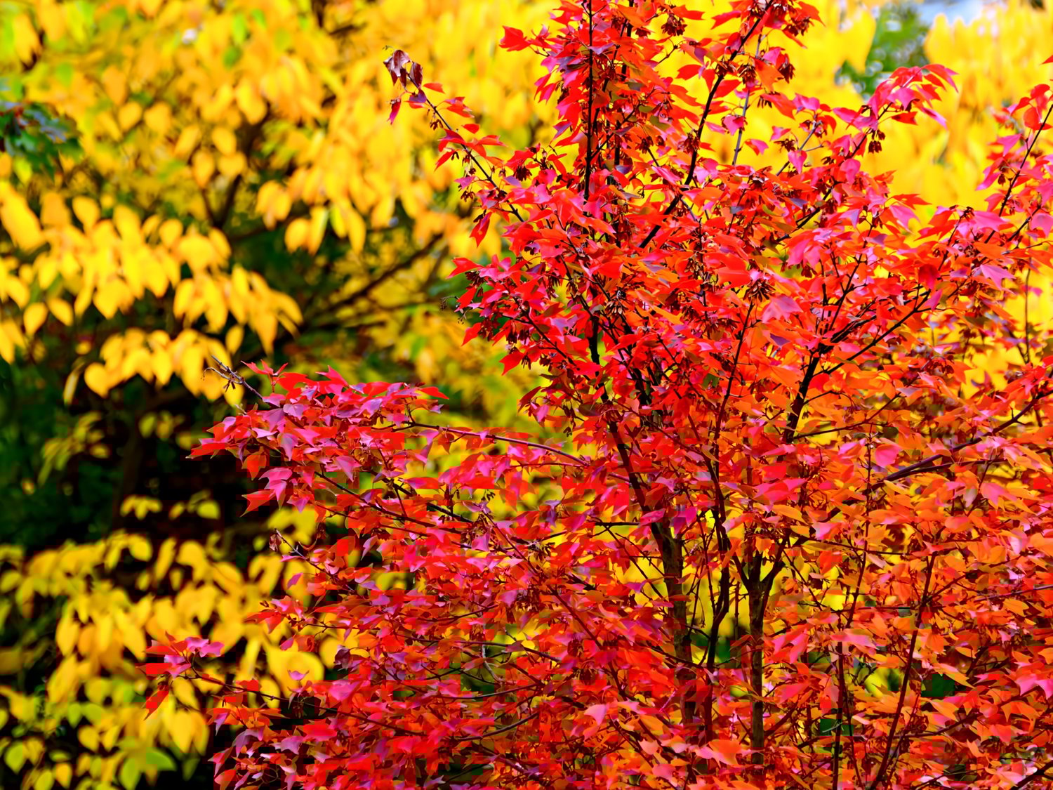 autumn foliage, fall colors, red maple, golden yellow, autumn leaves, fall photography, maple leaves, seasonal nature, vibrant autumn, fall foliage art, autumn colors, red and yellow, autumn trees, fall decor, maple tree, autumn print, seasonal photograph
