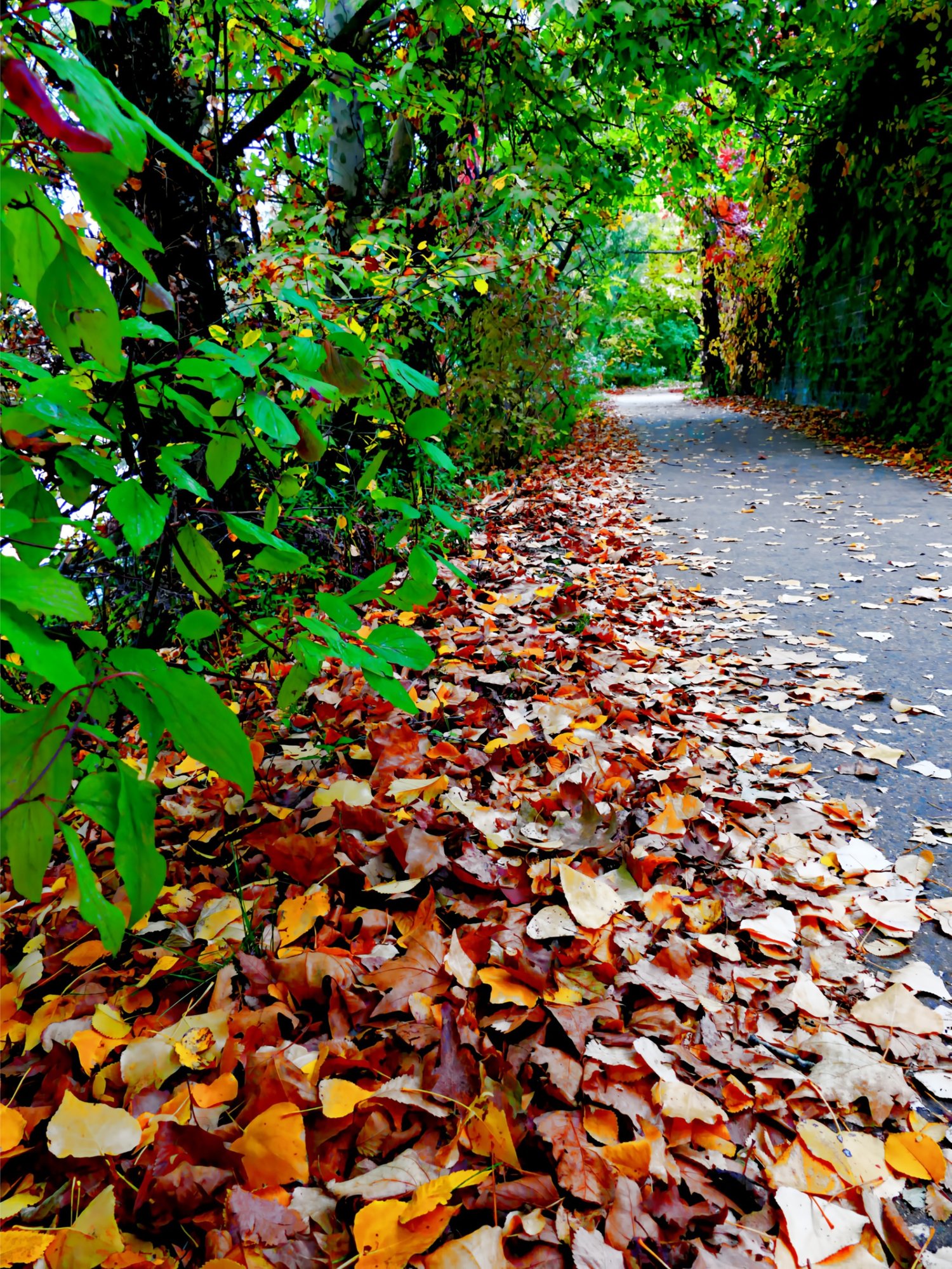 autumn path, fall pathway, autumn leaves, fall foliage, autumn trail, forest path, autumn landscape, fall nature, leaf-covered path, autumn walk, fall hiking, seasonal photography, autumn forest, vibrant fall colors, autumn journey, woodland path, fall le