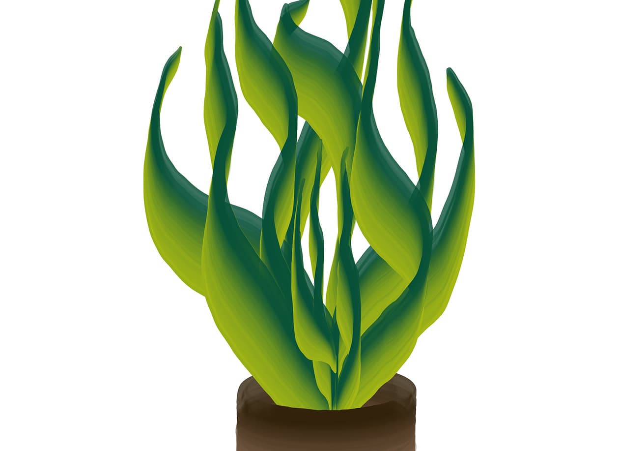digital artwork of a snake plant mother in law's tongue made in the Procreate app with dual color one stroke brushes