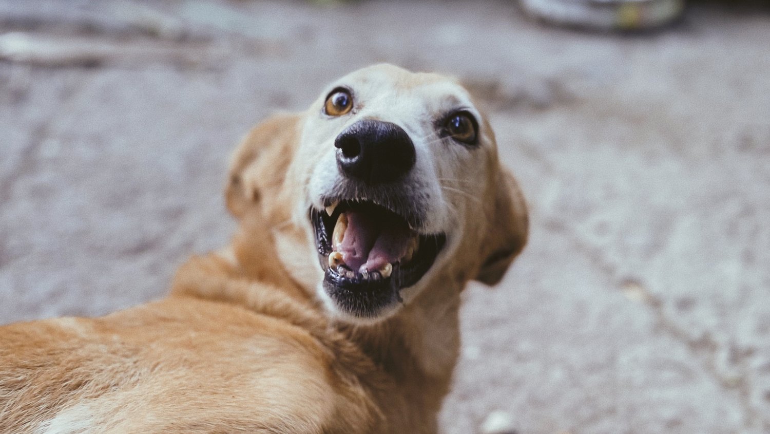 dor crónica cães, resiliência