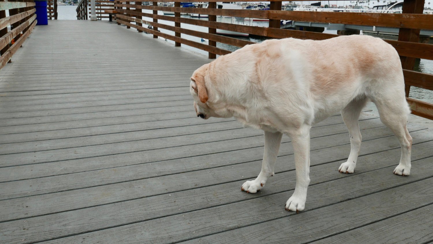 como ajudar um cão com dor crónica