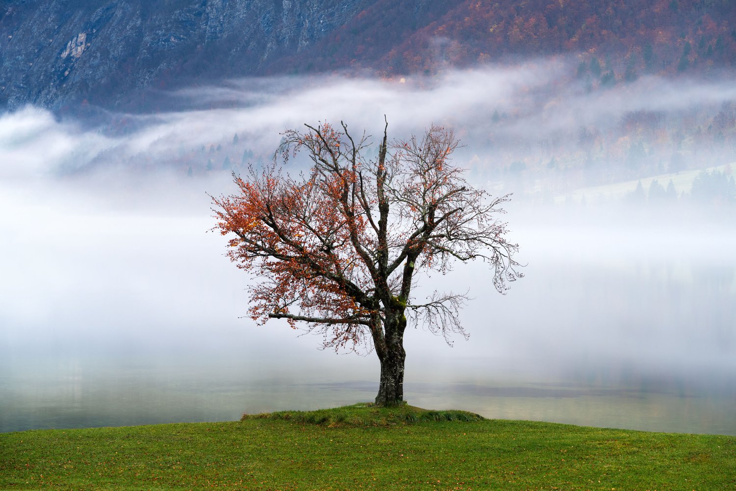 Lake Bohinj 2025 lone tree slovenia fog
