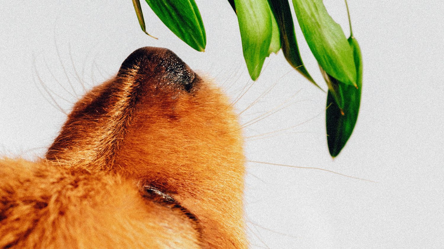 A close view of a dog’s nose lifted toward a small cluster of green leaves, with the fur catching warm light and the whiskers standing out clearly against a pale background. The focus on the dog’s nose and the leaves emphasizes curiosity and attention, ec