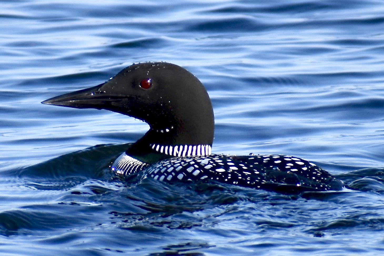 beautiful loon in pristine blue waters