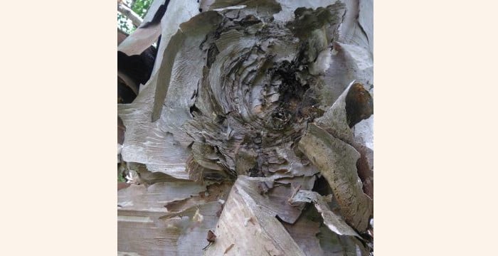 Rosette shaped peeling bark